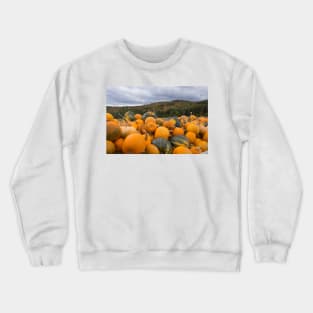 Pumpkins in fall Crewneck Sweatshirt